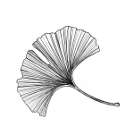 feuille ginko site internet-1 feuille ginko site internet-1